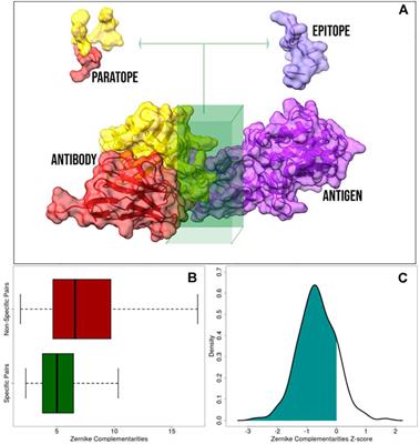 Shape Complementarity Optimization of Antibody–Antigen Interfaces: The Application to SARS-CoV-2 Spike Protein